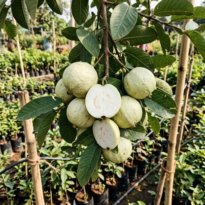 Guava - White Diamond (Seedless)