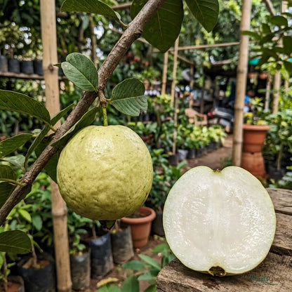 Guava - White Diamond (Seedless)