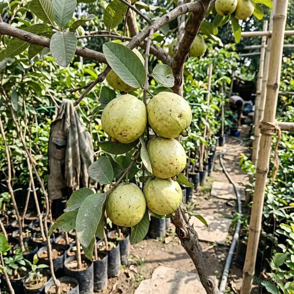 Guava - White Diamond (Seedless)