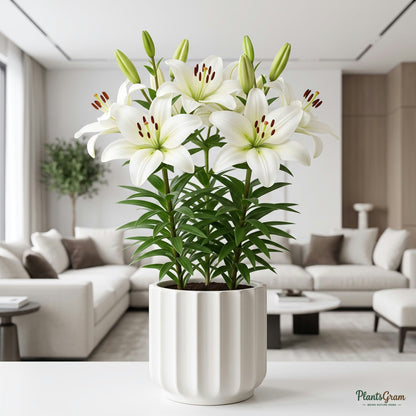 White Asiatic Lily in bloom, potted