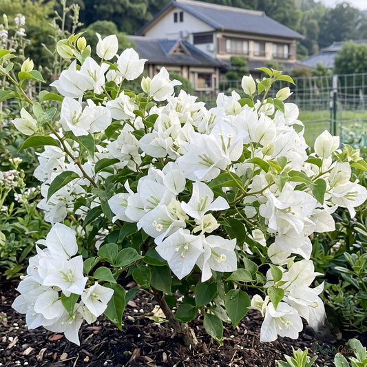 Bougainvillea (White) - Bougainvillea spectabilis