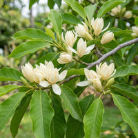 White Champaca (Magnolia alba) fragrant white flowers blooming