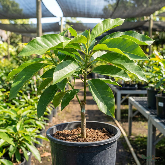 White Champaca sapling in a nursery grow pot