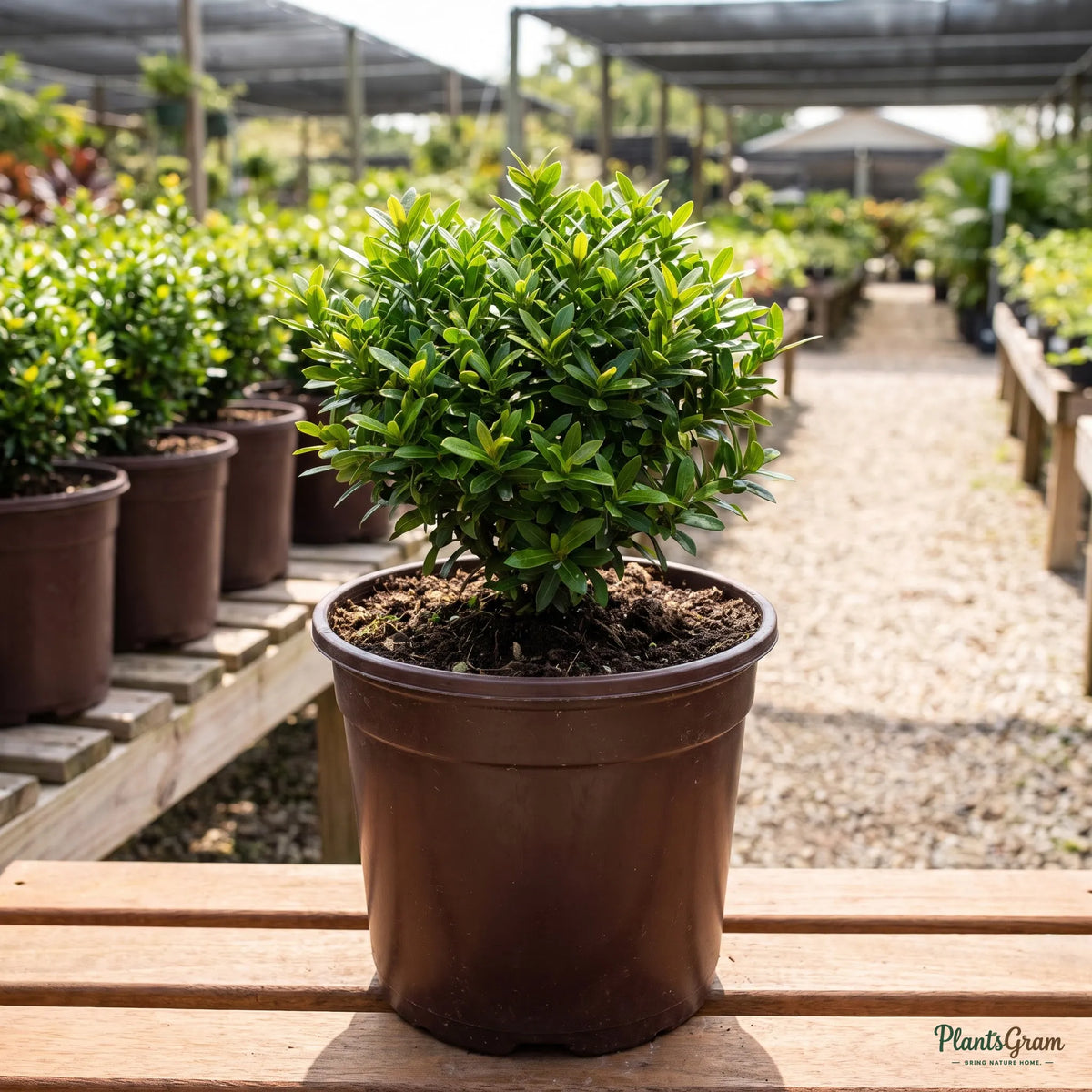 Ixora Mini Dwarf White sapling in a nursery pot