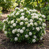 Ixora Mini Dwarf White shrub blooming with clustered white star-shaped flowers