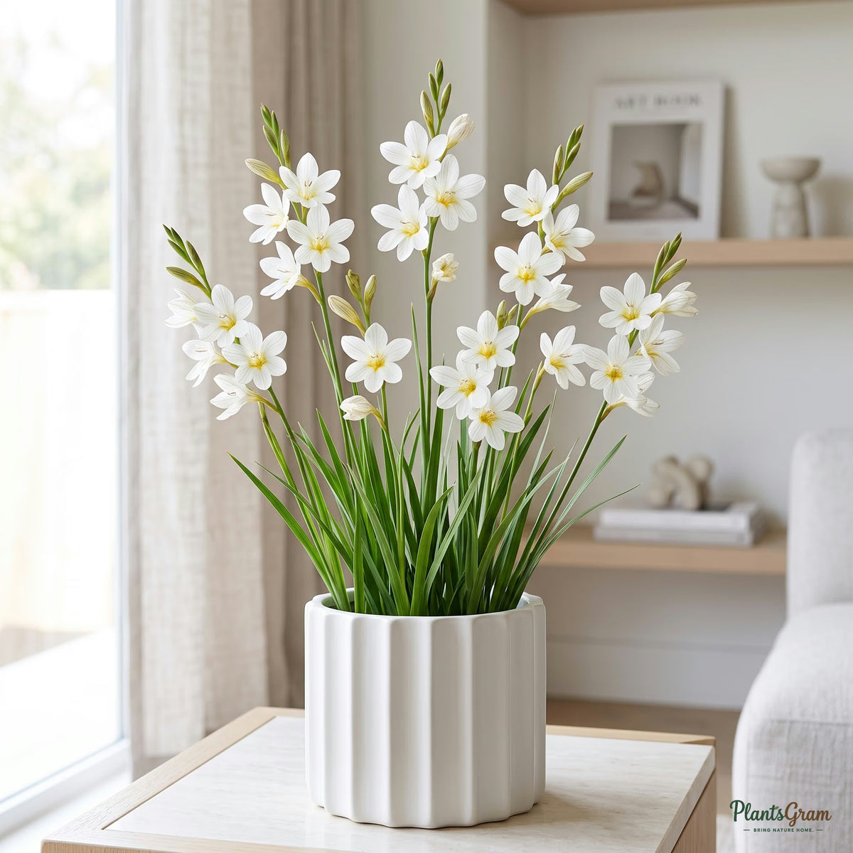 White Tritonia flower bulb plant in a planter