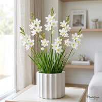 White Tritonia flower bulb plant in a planter