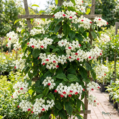 Bleeding Heart Vine White (Clerodendrum thomsoniae) in bloom with white calyxes and red corollas