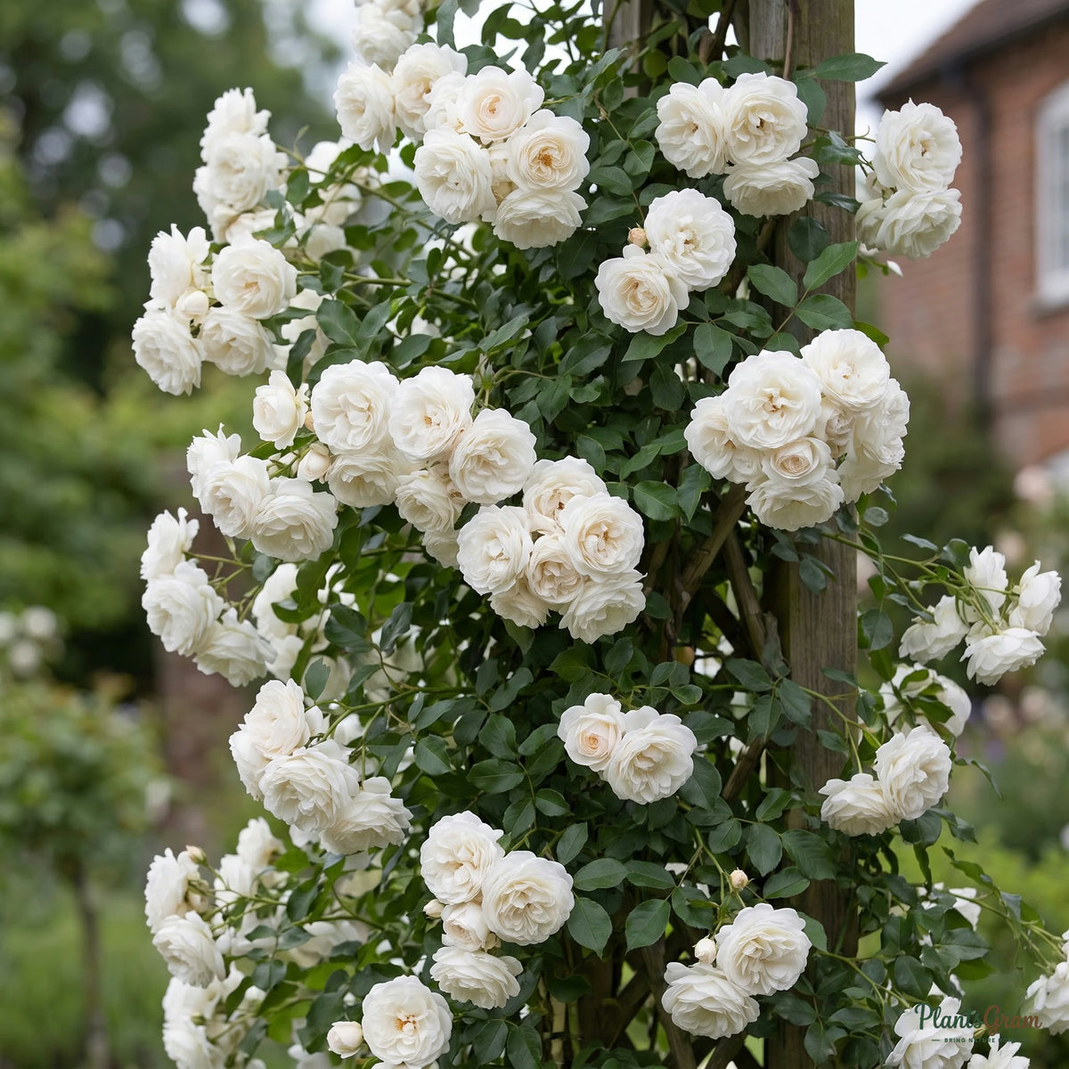 Rosa Crimson Glory climbing rose in full white bloom on a trellis
