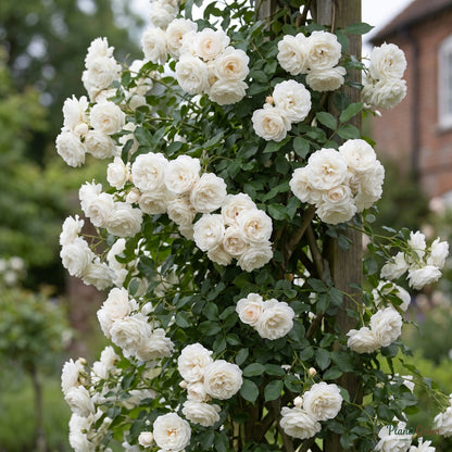 Rosa Crimson Glory climbing rose in full white bloom on a trellis