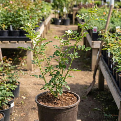 Rosa Crimson Glory climber sapling in nursery pot