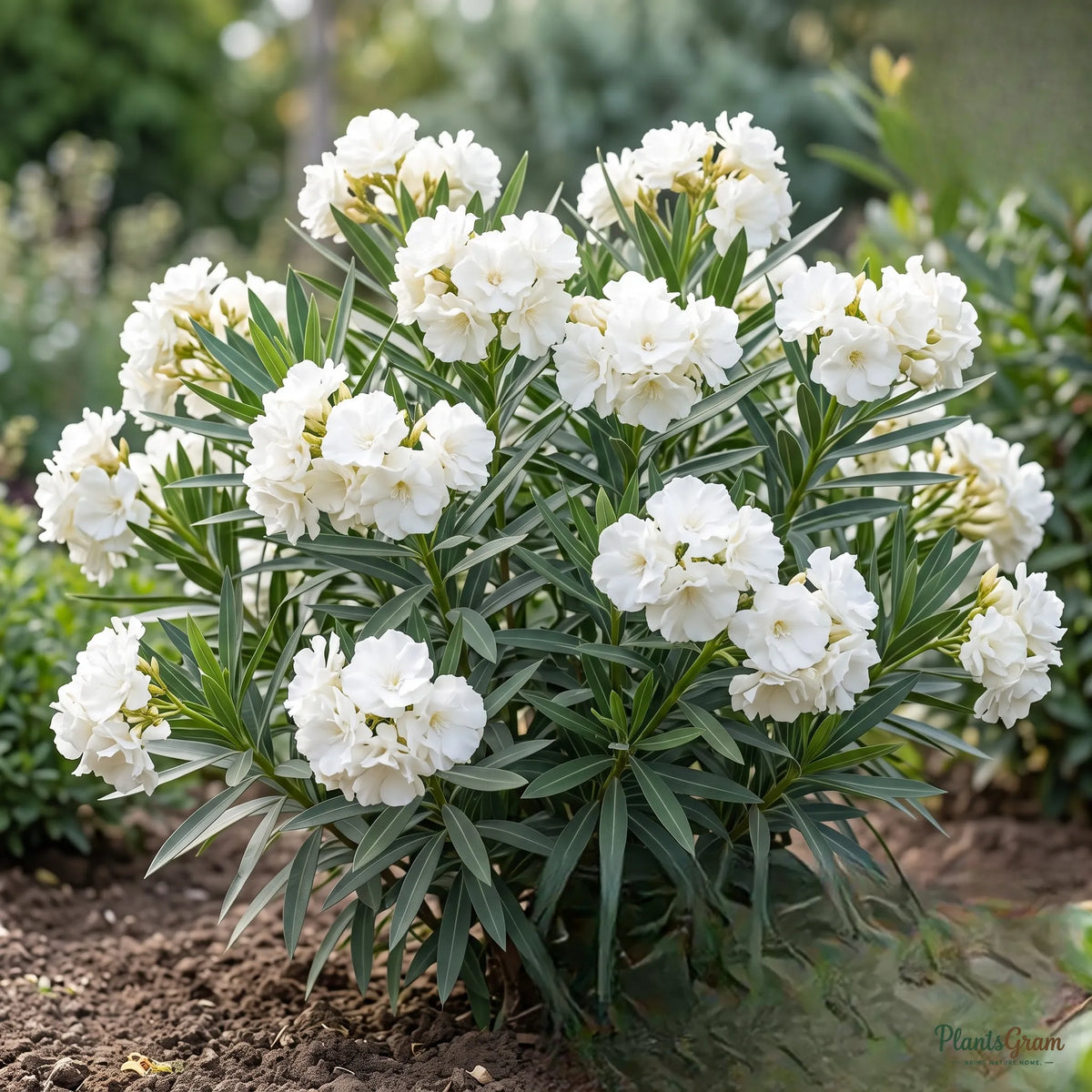 Nerium White Double (Oleander) - Nerium oleander