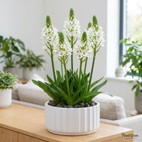 Ornithogalum (Chincherinchee) white flowers blooming in a planter