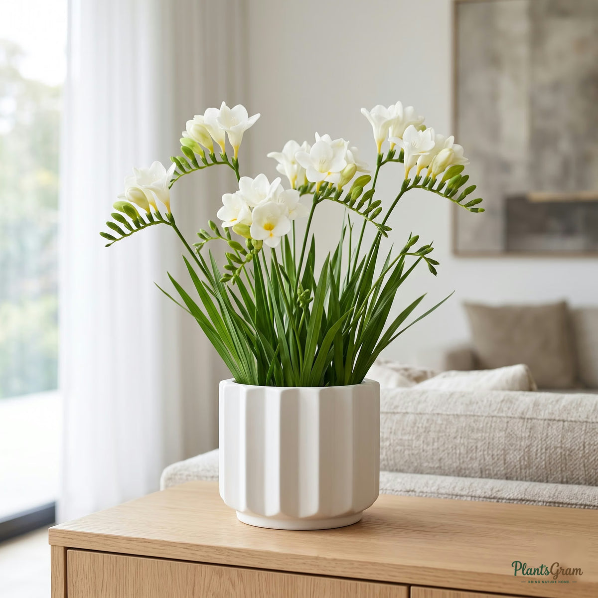 White Freesia flowers blooming in a planter