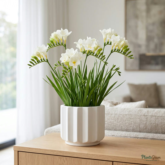 White Freesia flowers blooming in a planter