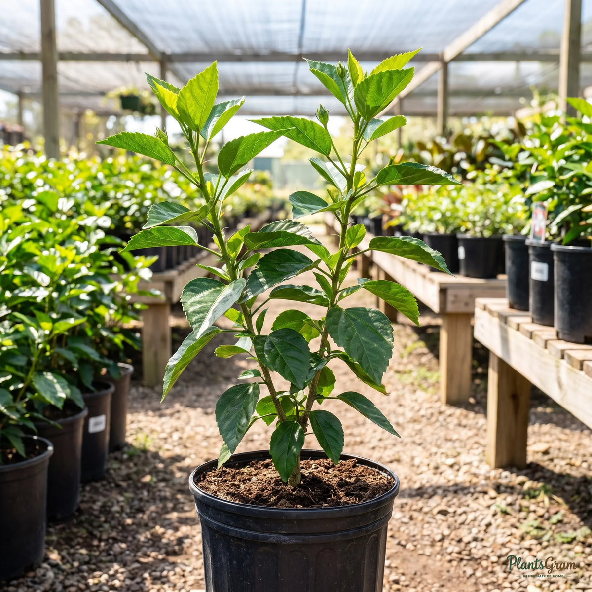 White Hibiscus sapling in a black nursery pot