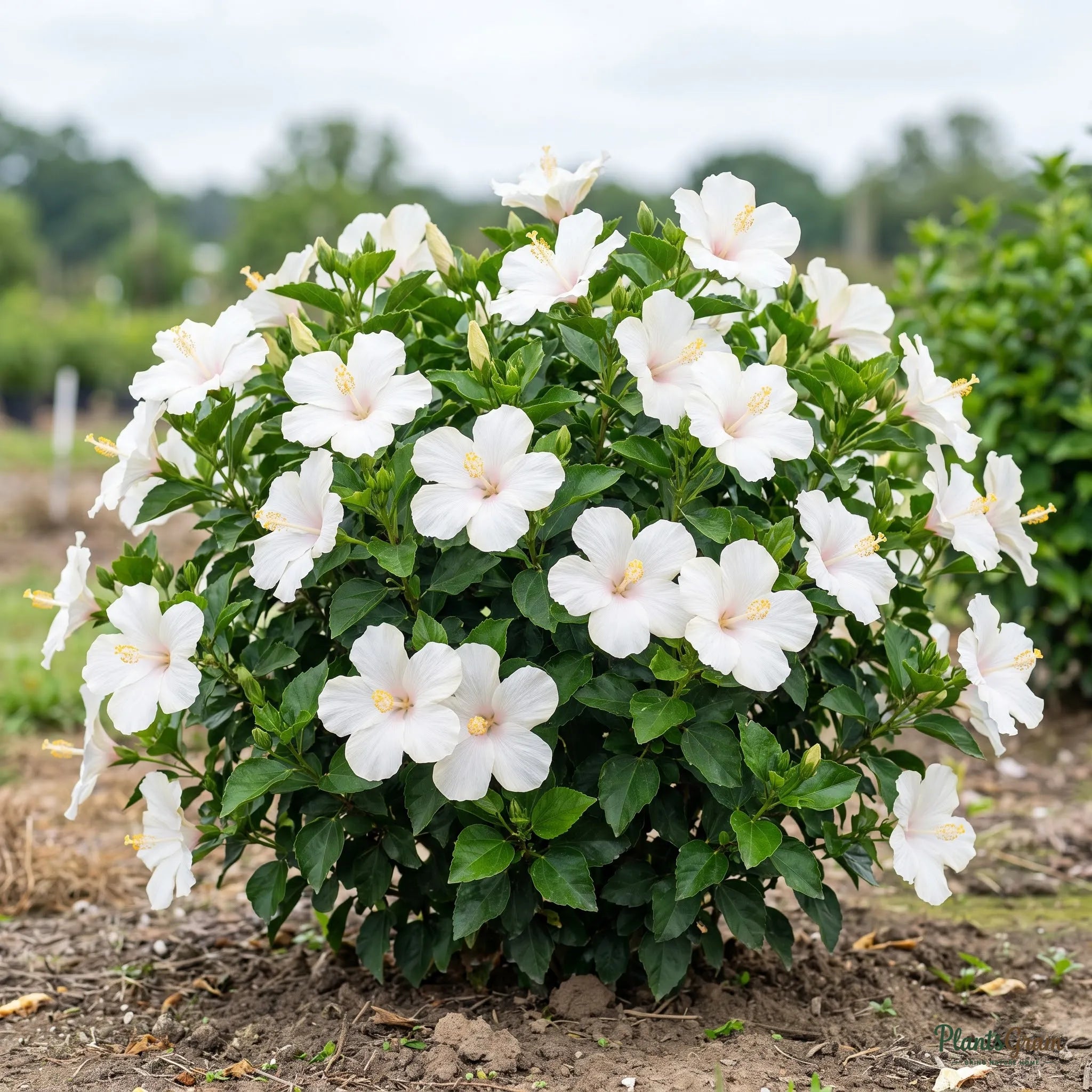 Habiskit Tree White Hibiscus Hybrid Plant Online | PlantsGram