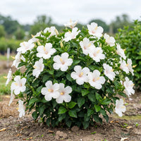 White hybrid Hibiscus shrub in full bloom