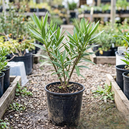 Nerium White Double (Oleander) - Nerium oleander