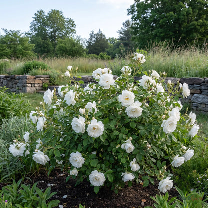 Rose (White Success) - Rosa hybrid