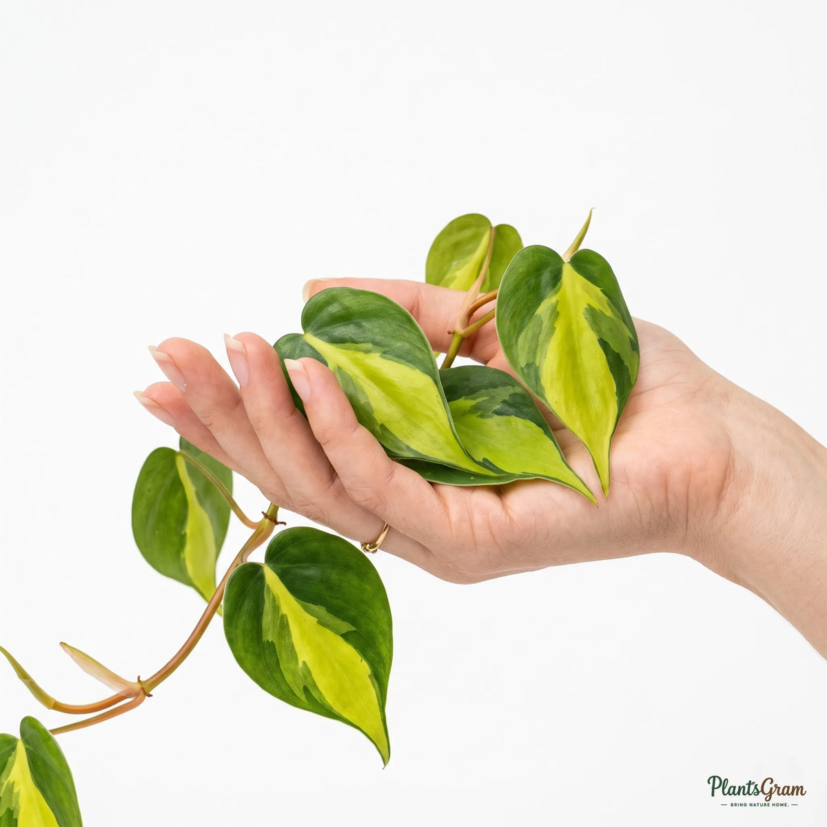 Money Plant Marble Queen (Epipremnum aureum)