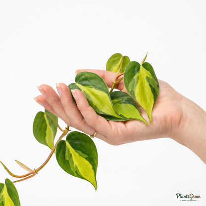 Money Plant Marble Queen (Epipremnum aureum)