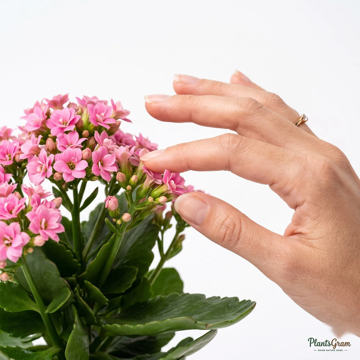 Woman's hand touching Kalanchoe flowers