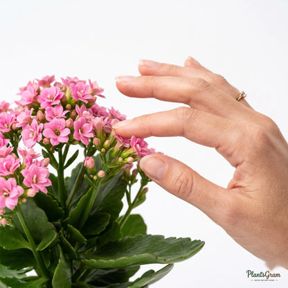 Woman's hand touching Kalanchoe flowers