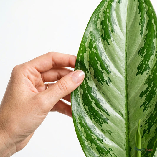 Hand holding an Aglaonema Green leaf