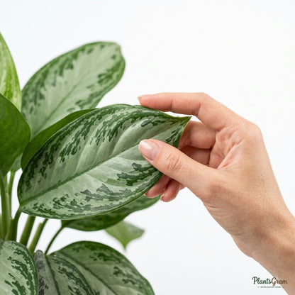 Woman holding an Aglaonema Silver Queen leaf