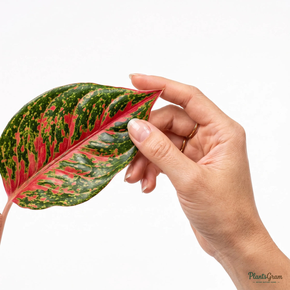 Woman holding an Aglaonema Red Impressa leaf