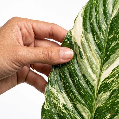 Hand holding a variegated Peace Lily leaf