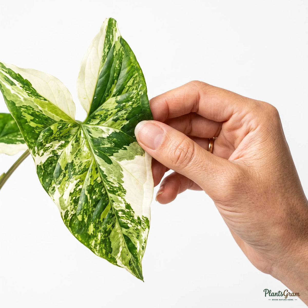 Arrowhead Vine - Variegated (Syngonium podophyllum)