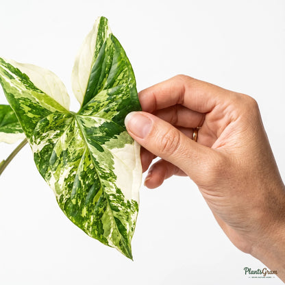 Arrowhead Vine - Variegated (Syngonium podophyllum)
