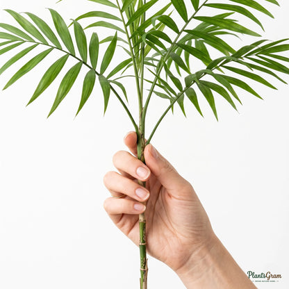 Bamboo Palm (Chamaedorea seifrizii)