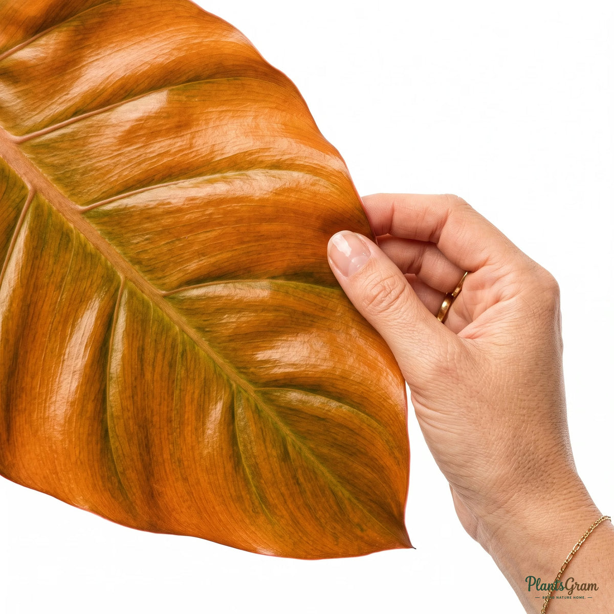 Hand holding a young orange Philodendron leaf