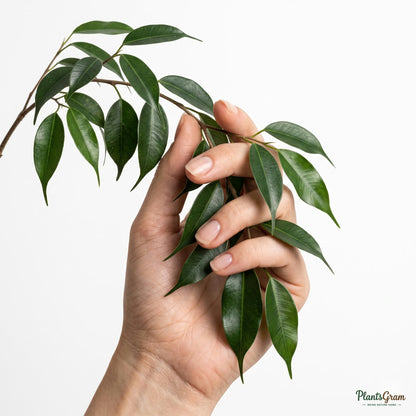 Woman holding a Ficus plant branch