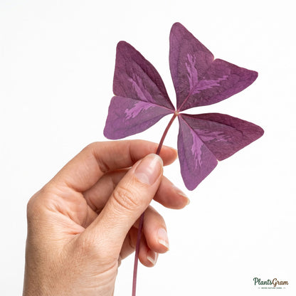 Hand holding a purple Oxalis Triangularis leaf