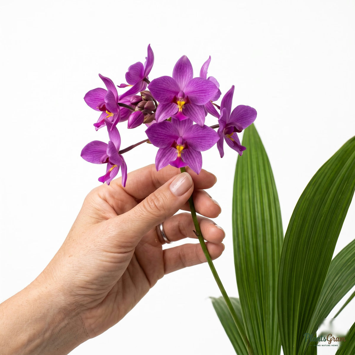 Person holding purple ground orchid flowers