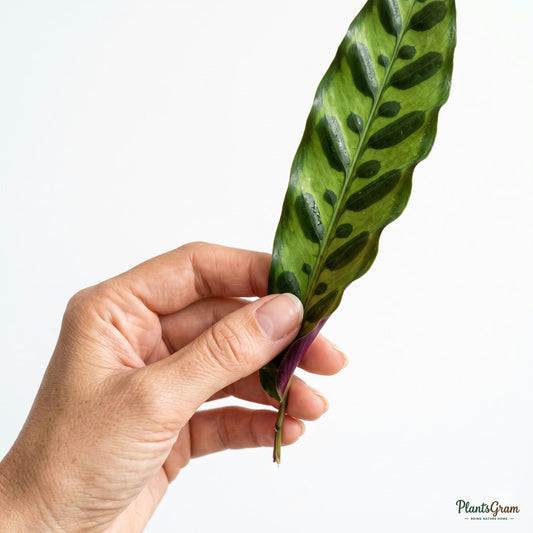 Woman holding a Marantha Lancifolia (Rattlesnake plant) leaf