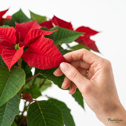 Poinsettia Red (Euphorbia pulcherrima)