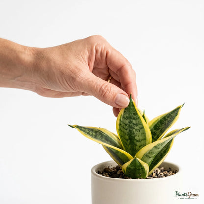 Snake Plant Dwarf (Sansevieria trifasciata 'Golden Hahnii')