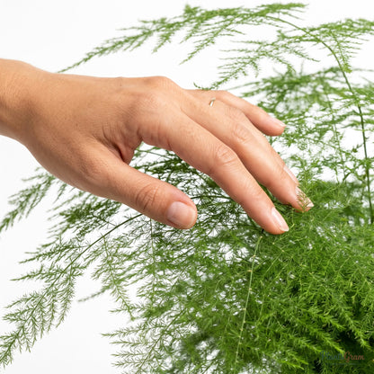 Hand touching Asparagus Plumosus foliage