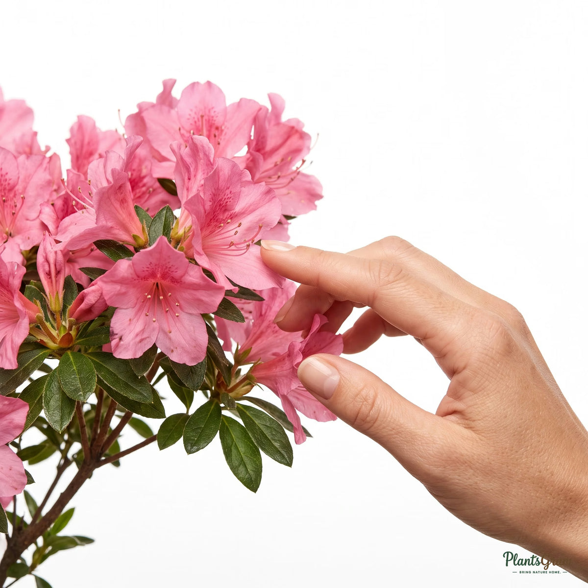 Woman touching pink azalea flowers