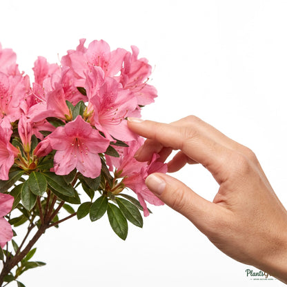 Woman touching pink azalea flowers