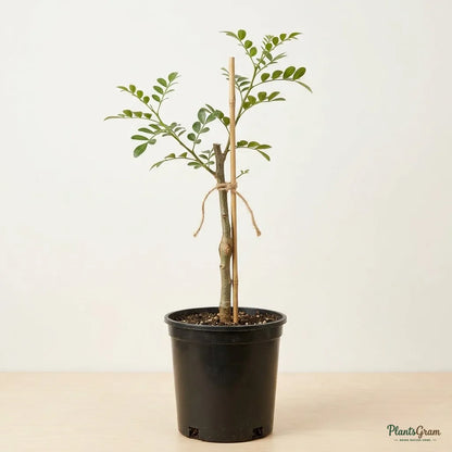 Wood Apple (Limonia Acidissima) - Fruit Plant
