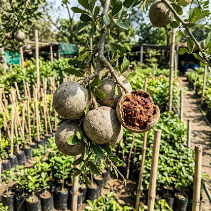 Wood Apple (Limonia Acidissima) - Fruit Plant