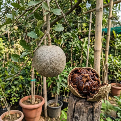 Wood Apple (Limonia Acidissima) - Fruit Plant