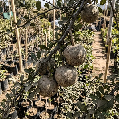 Wood Apple (Limonia Acidissima) - Fruit Plant