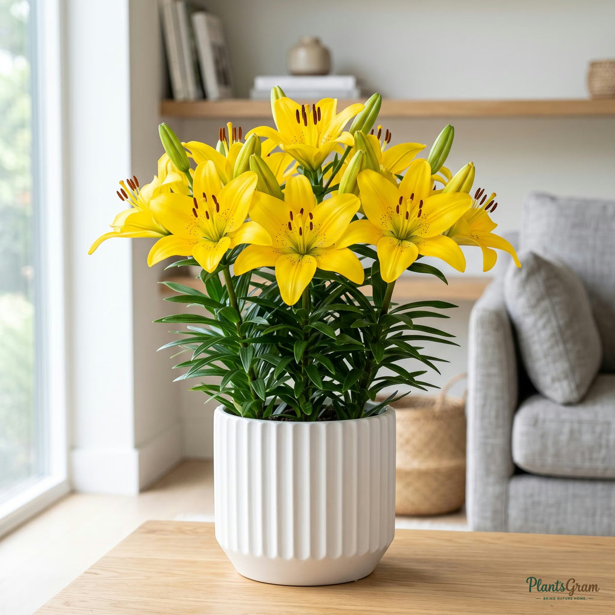 Yellow Asiatic Lily blooming in a garden